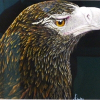 Mibany (Wedge Tail Eagle) by Jill Garsden